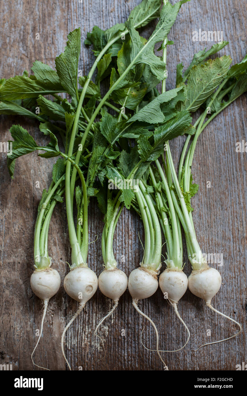 looking down at a row of 6 Tokyo turnips with greens on rustic wood in natural light Stock Photo