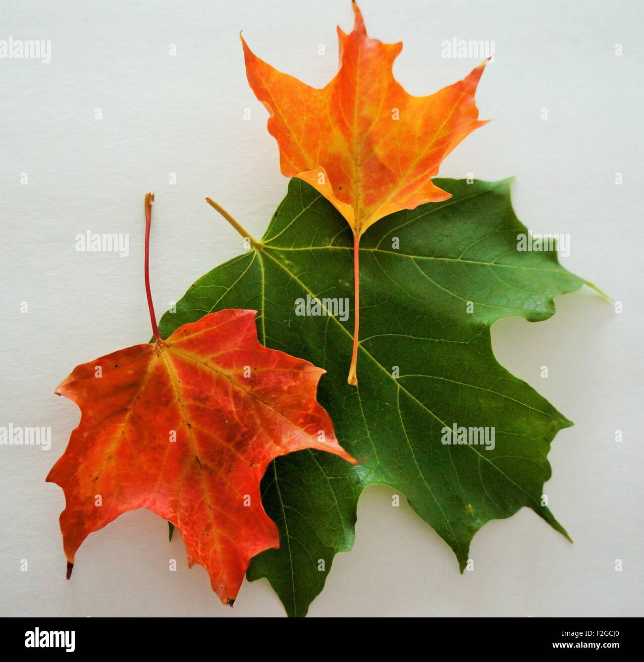 Fall maple leaves hi-res stock photography and images - Alamy