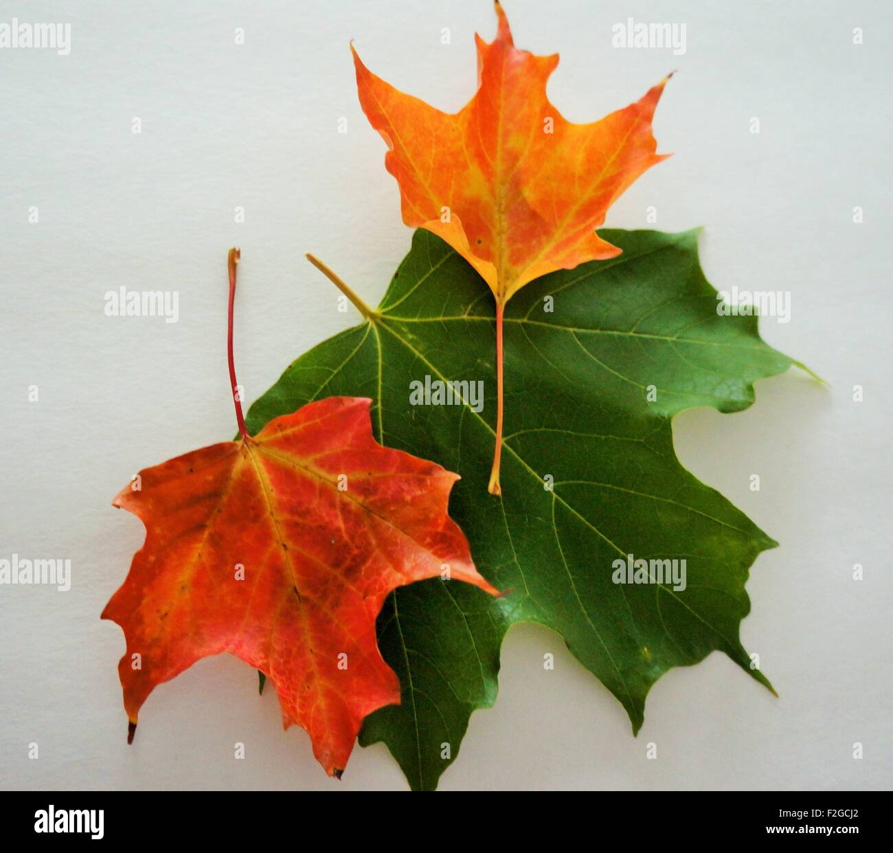 Maple leaves fall colors hi-res stock photography and images - Alamy