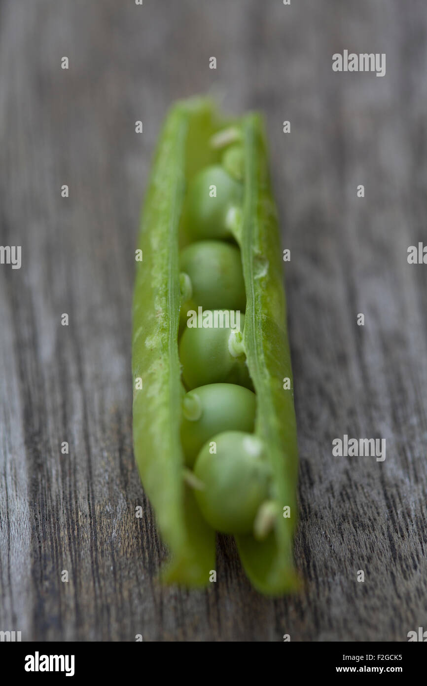 close-up of vertical peas in a pod on grey wood Stock Photo