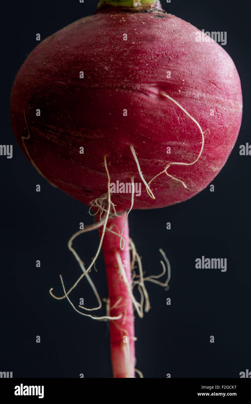 close-up of a radish on black Stock Photo