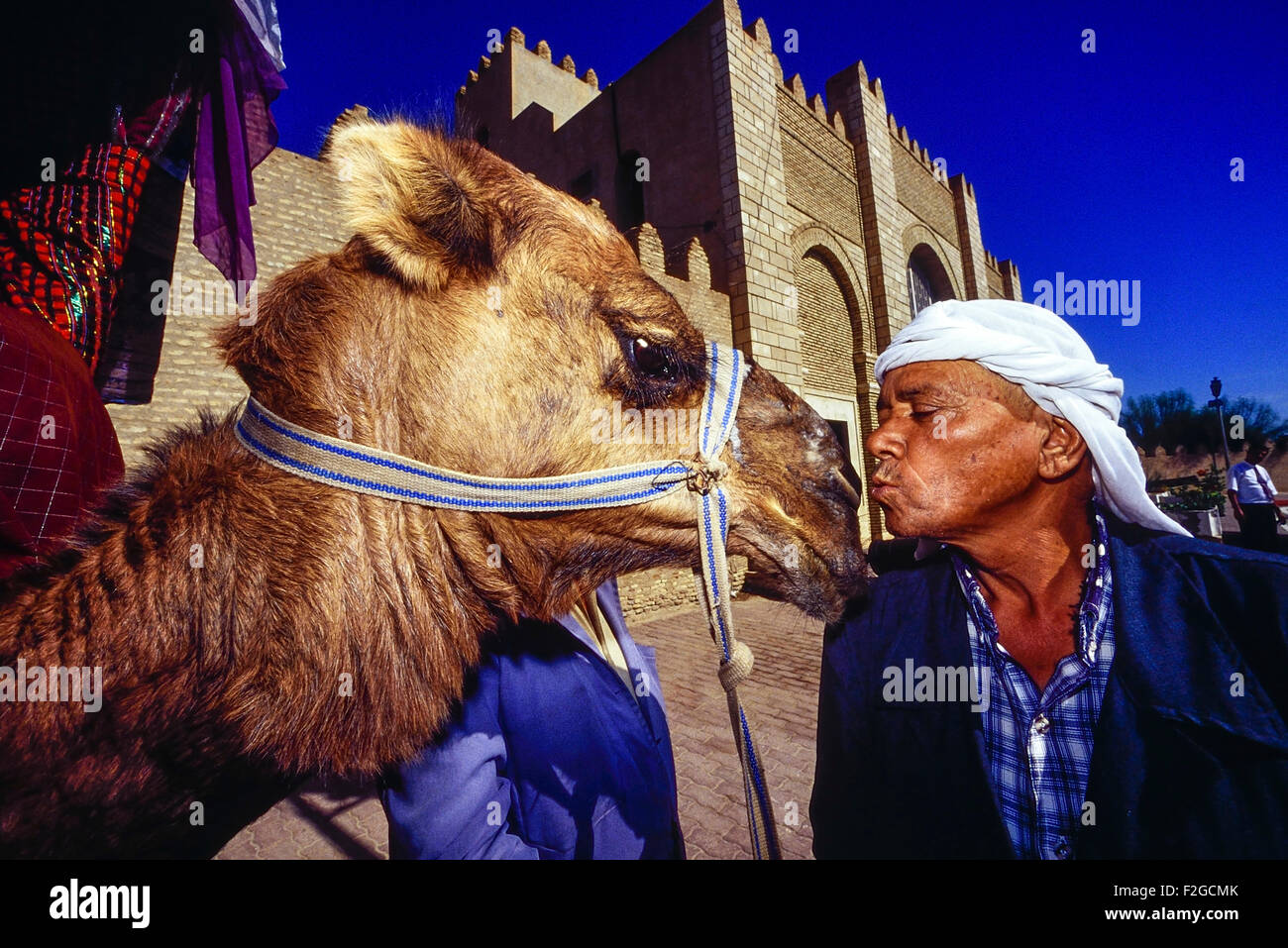 A camel handler kissing his camel outside the Great Mosque at Kairouan. Tunisia. North Africa Stock Photo