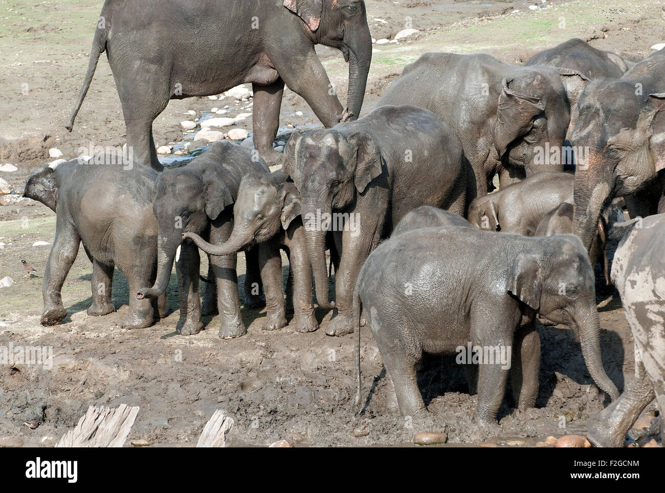 The image of Asian Elephant (Elephas maximus) was shot in Corbett national park -India Stock Photo