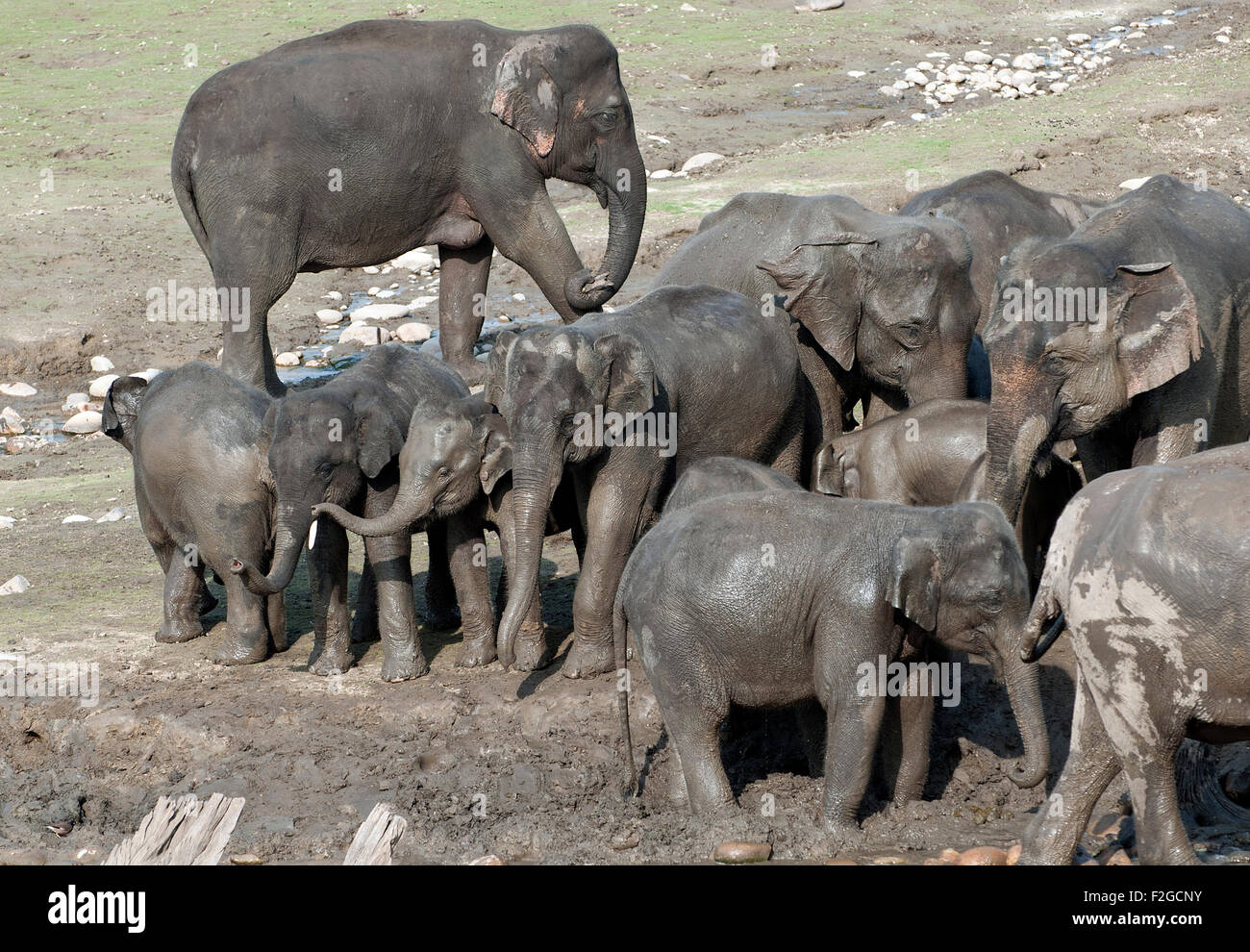 The image of Asian Elephant (Elephas maximus) was shot in Corbett national park -India Stock Photo
