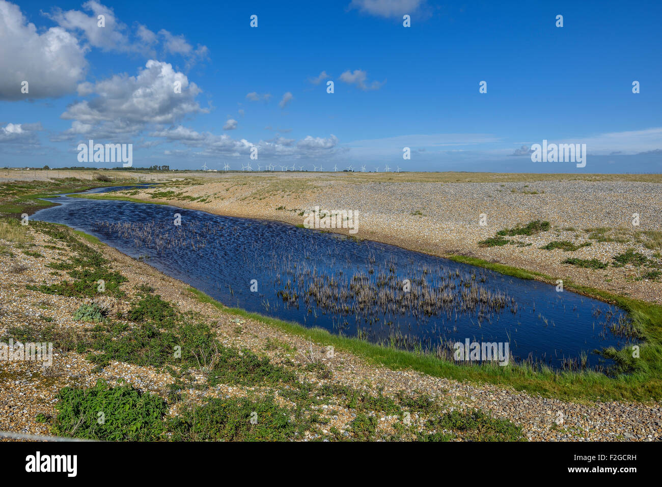 Rye harbour nature reserve. East Sussex. England. UK Stock Photo