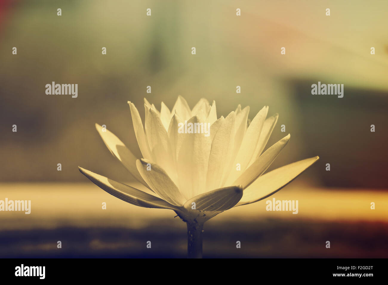 water lily in pond close up Stock Photo - Alamy