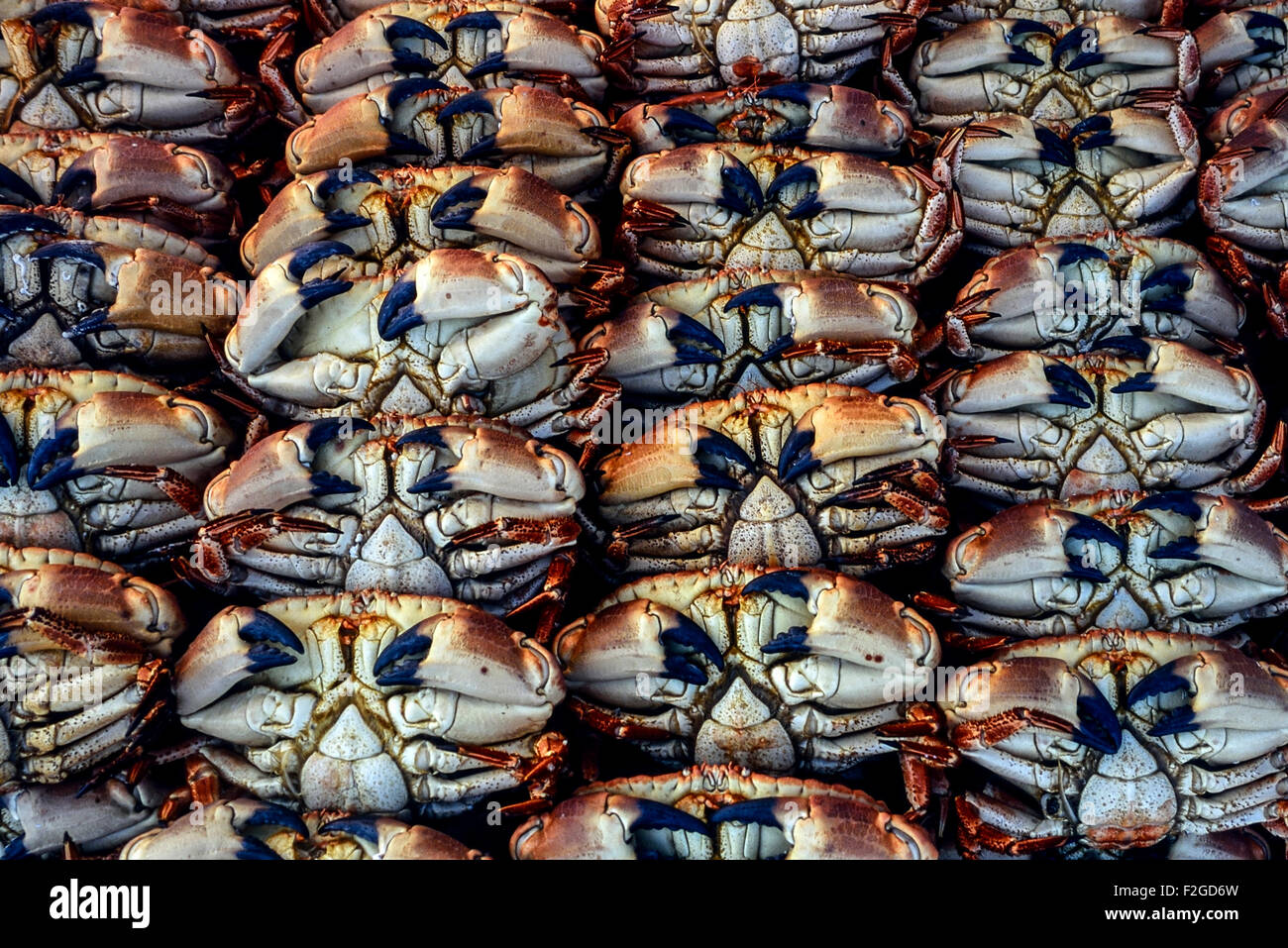 Brown crab norfolk hi-res stock photography and images - Alamy