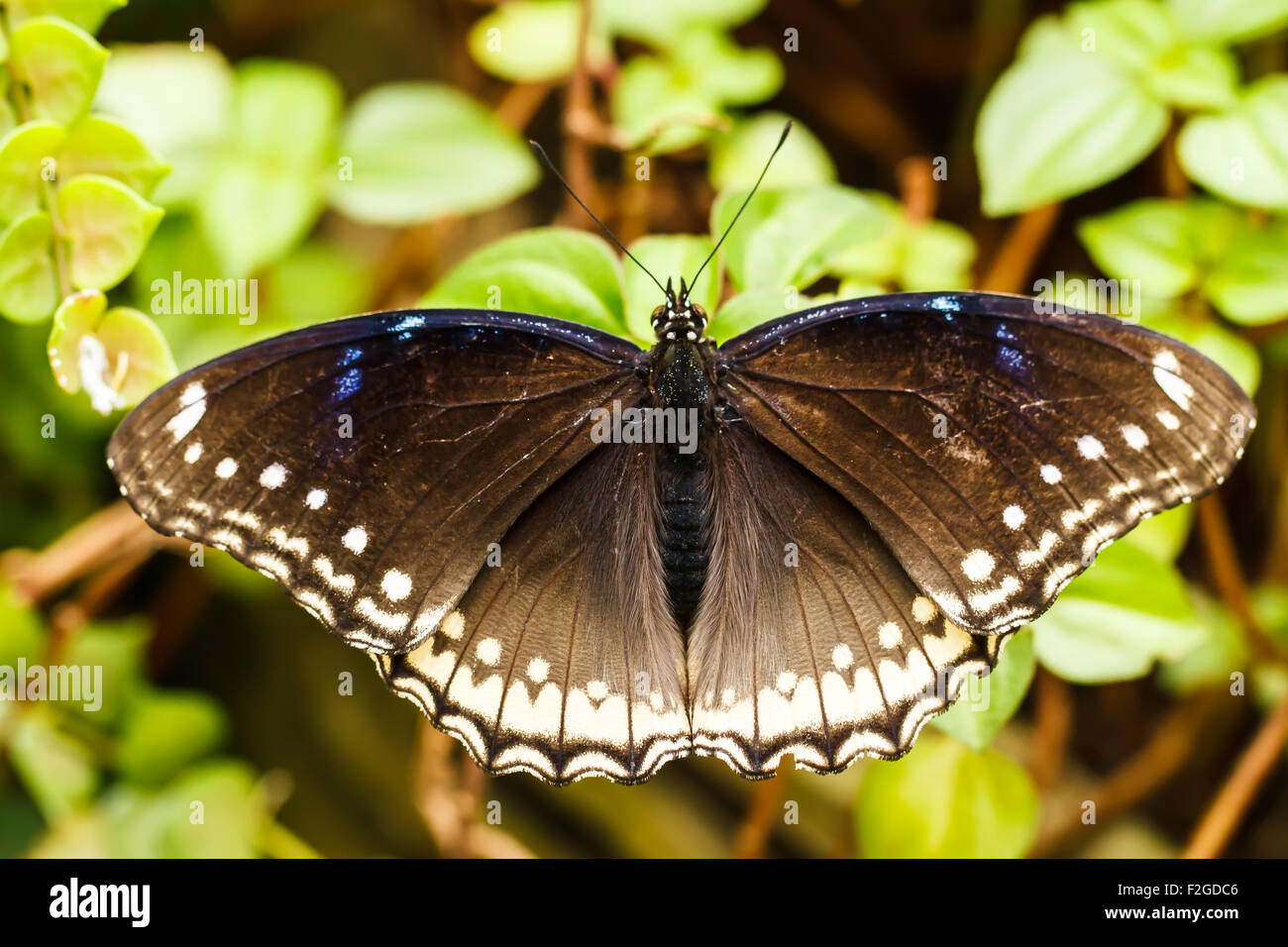 Black Butterfly Stock Photo   Alamy