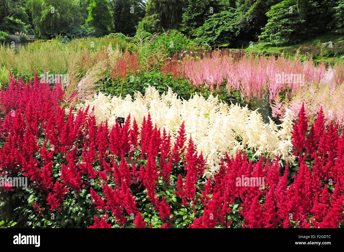 Part of the National Astilbe Collection, Marwood Hill Gardens, North Devon. Stock Photo