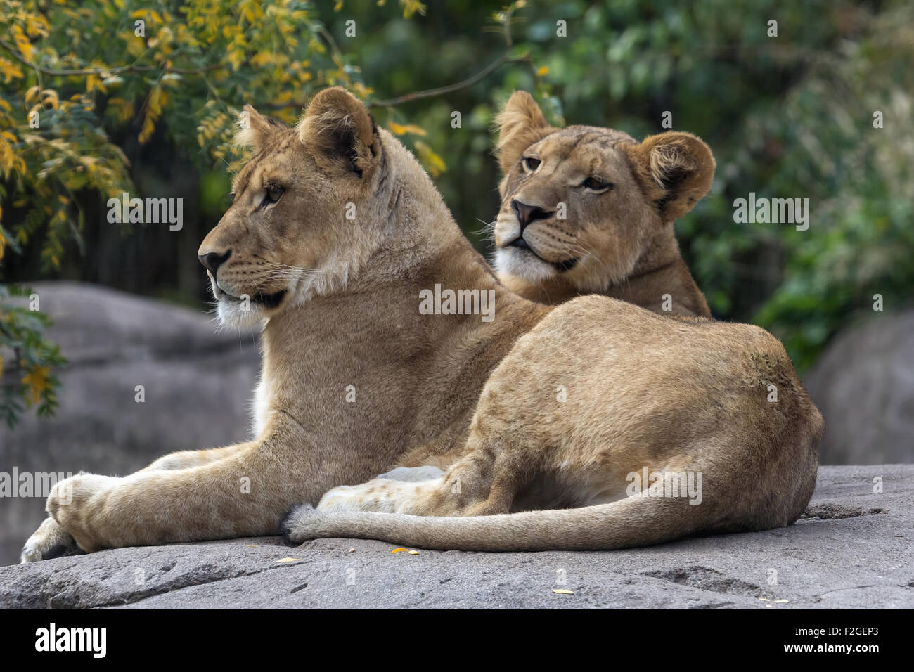 Pair of Lions Cubs Resting Stock Photo