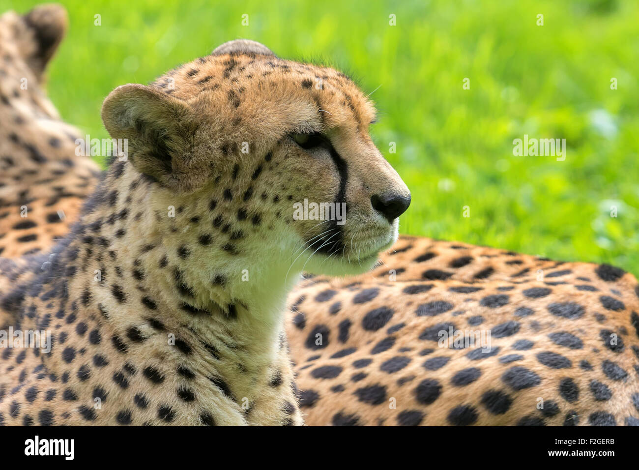 Cheetah Laying Down Resting Closeup Portrait Stock Photo
