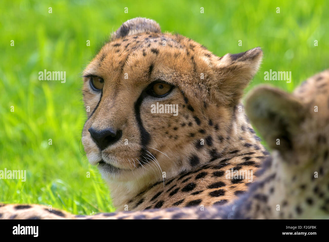 Cheetah Laying Down Resting and Looking Closeup Portrait Stock Photo