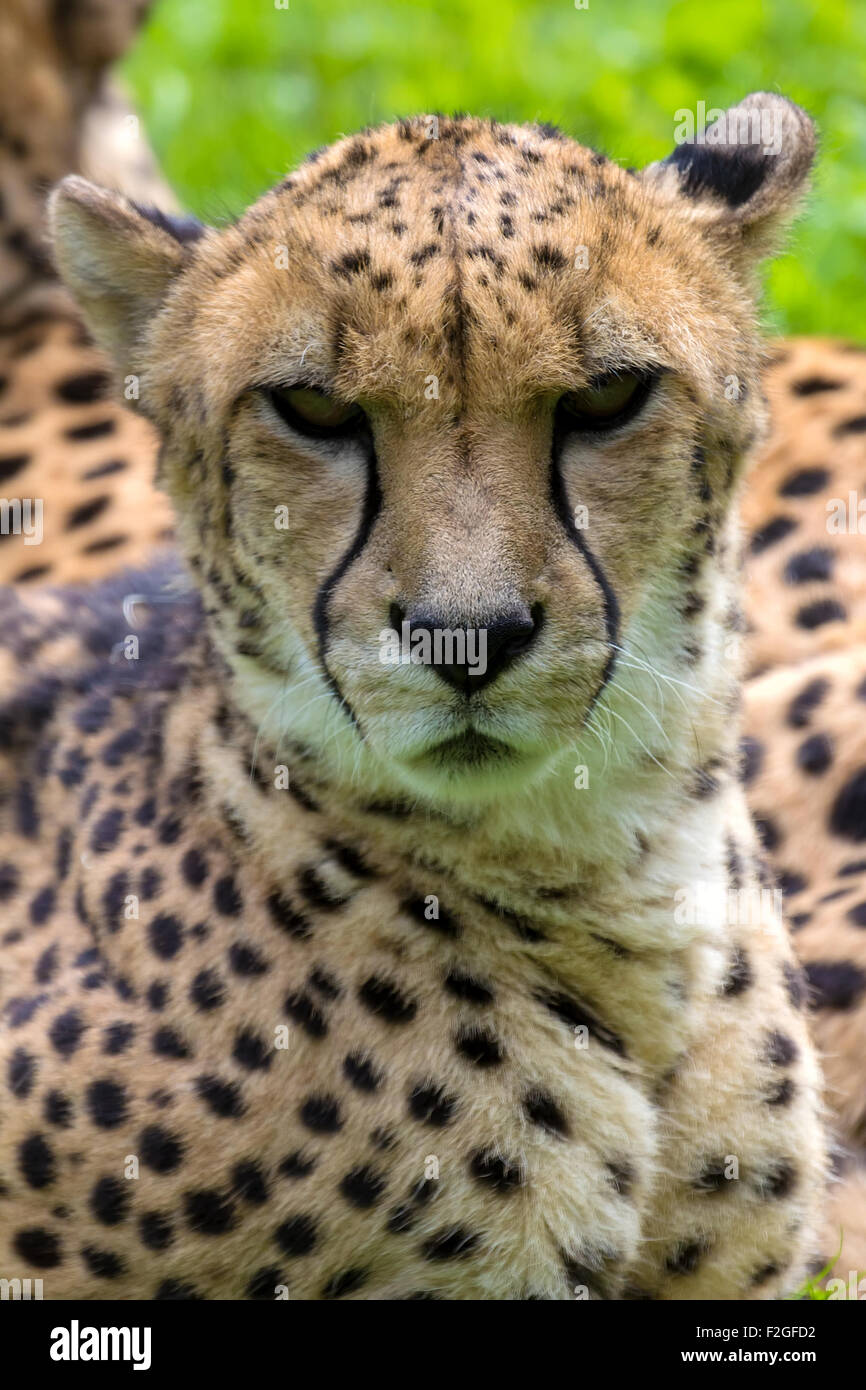 Cheetah Laying Down Resting and Looking Forward Closeup Portrait Stock Photo