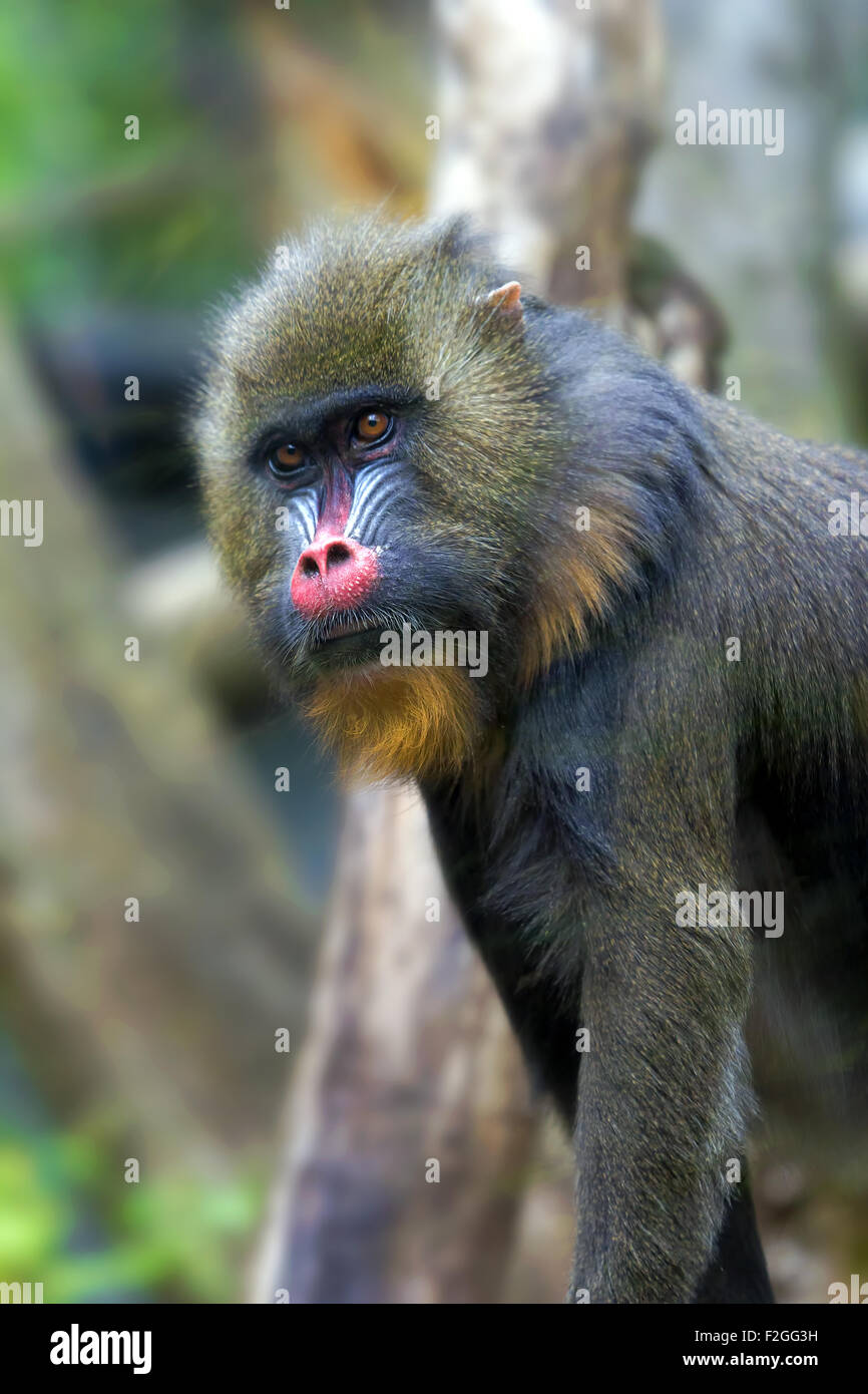 Mandrill Monkey Male Portrait Stock Photo