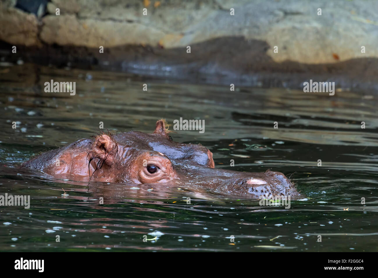 Hippopotamus Submerged in Water Closeup Portrait Stock Photo