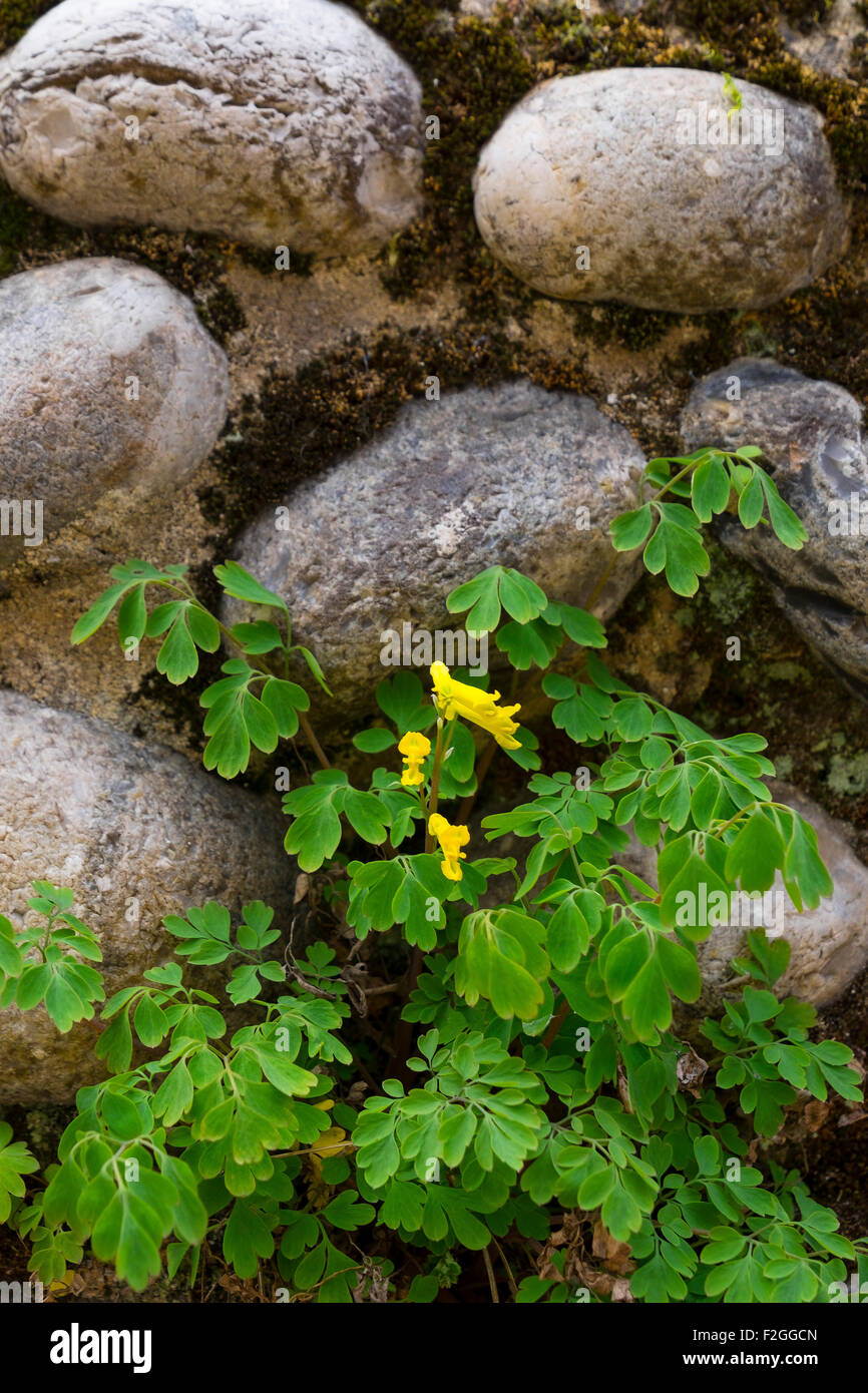 Corydalis lutea or yellow Corydalis growing in a flint wall. Stock Photo
