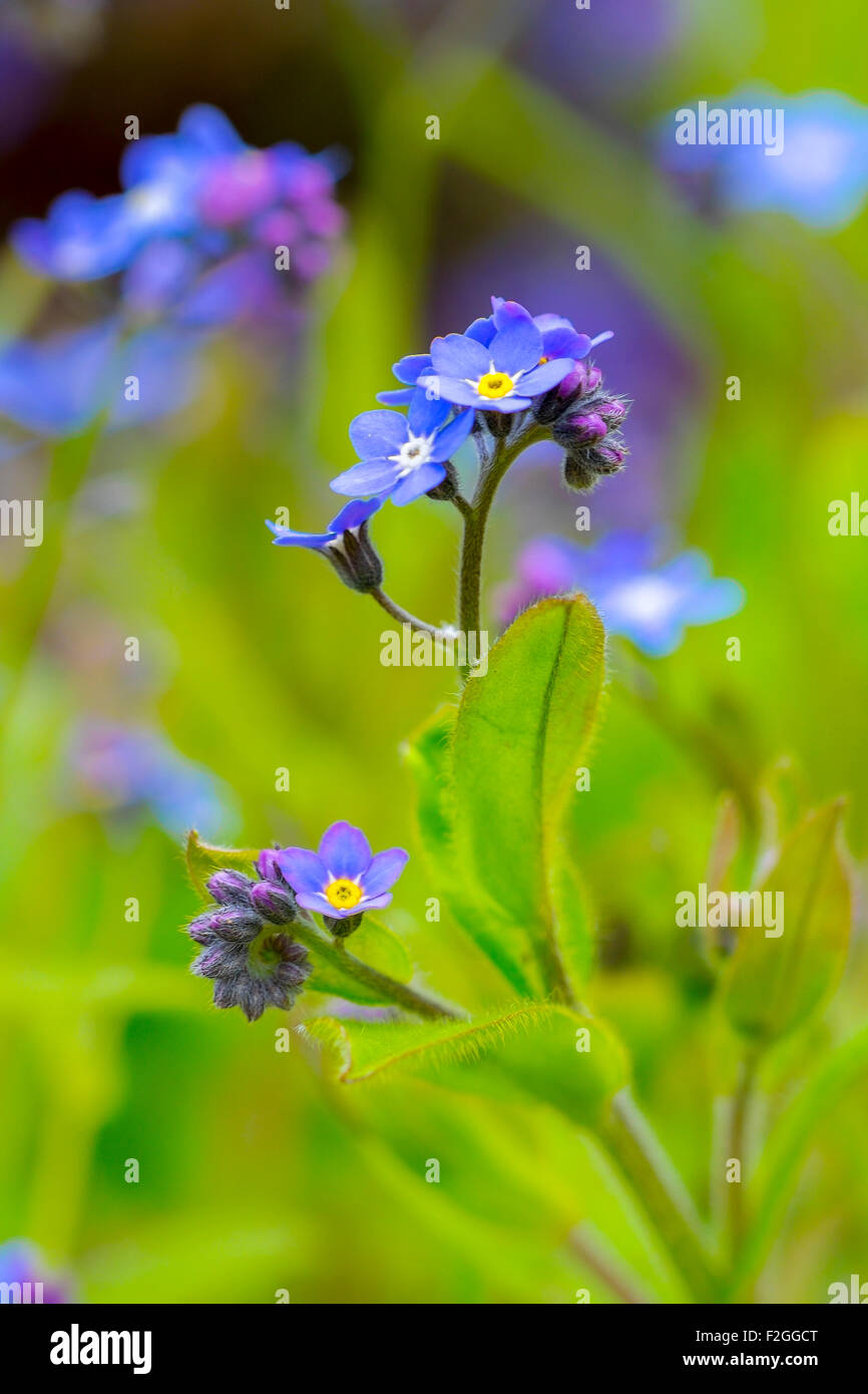 Forget-me-not flowers. Stock Photo