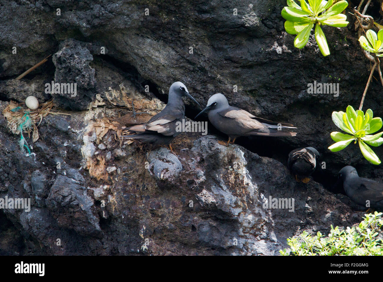 Black Noddy (Anous minutus) nest with egg on sea stacks near Black Sand beach at Waianapanapa State Park, Maui, Hawaii in August Stock Photo