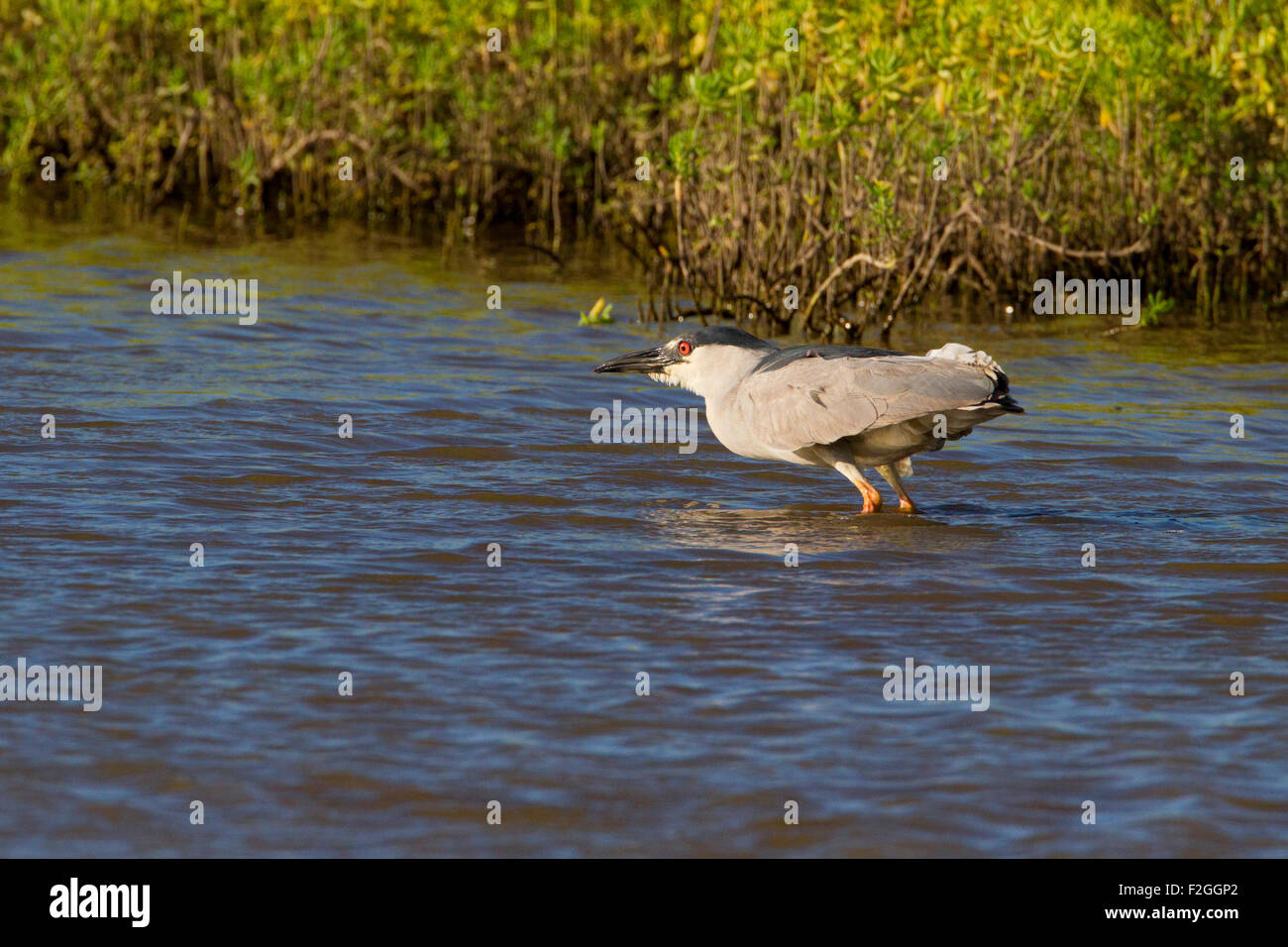 Black-crowned Night Heron (Nycticorax nycticorax) in shallow water at Kealia Coast wetland preserve, Kihei, Maui, Hawaii in July Stock Photo