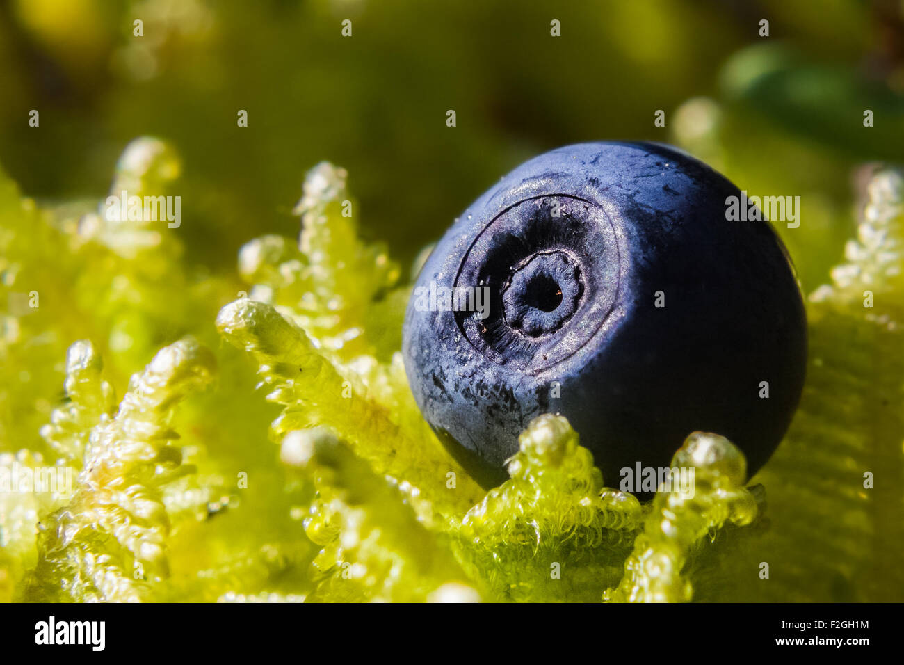 A bilberry (Vaccinium myrtillus Stock Photo Alamy