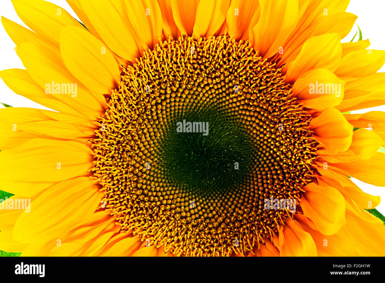 Sunflower Isolated on White Background Stock Photo - Alamy