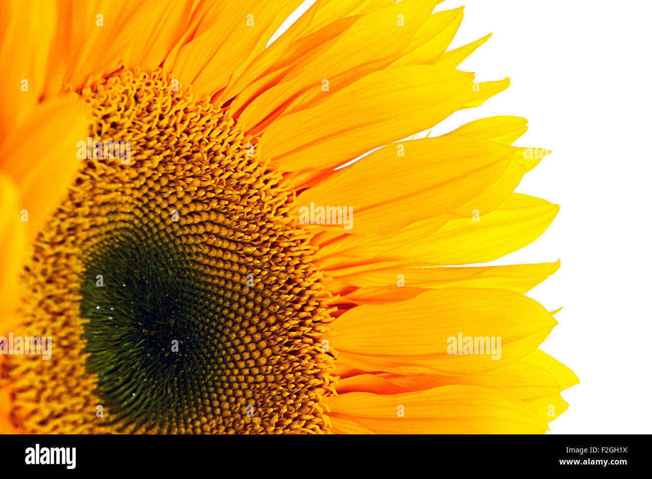 Sunflower Isolated on White Background Stock Photo - Alamy