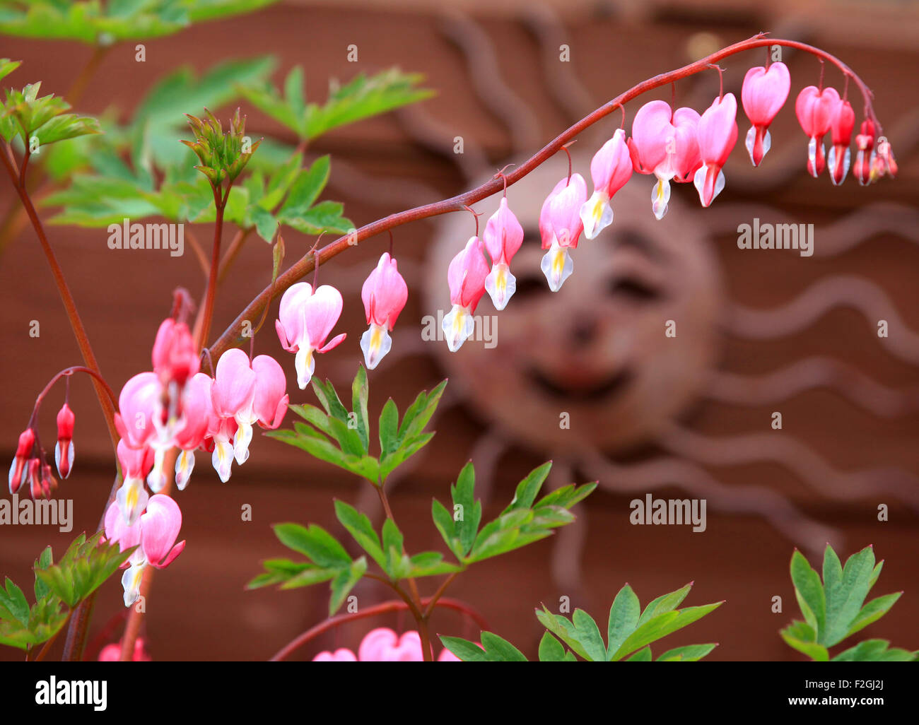 Dividing herbaceous perennials hi-res stock photography and images - Alamy