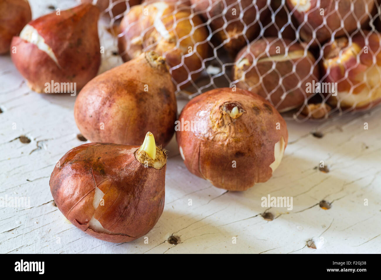 A mesh bag full of tulip bulbs Stock Photo Alamy
