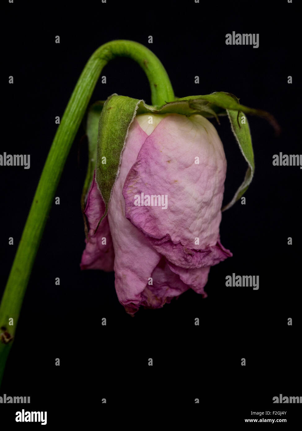 Pink wilting rose Stock Photo Alamy