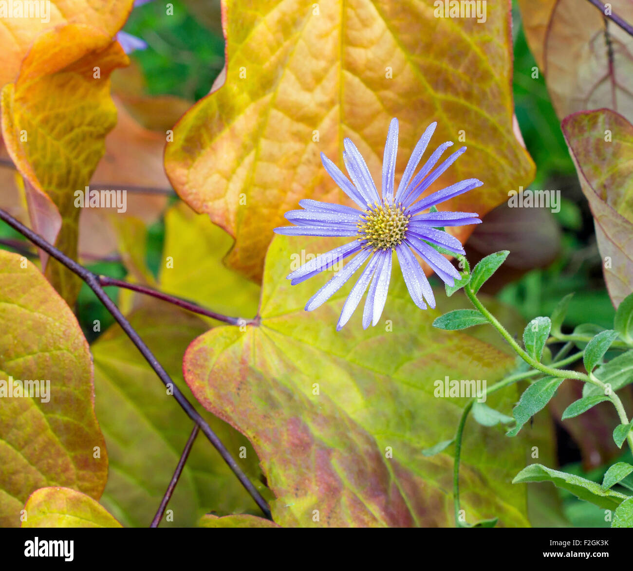 Wood's Blue Aster blooming among yellow and orange autumn leaves Stock Photo