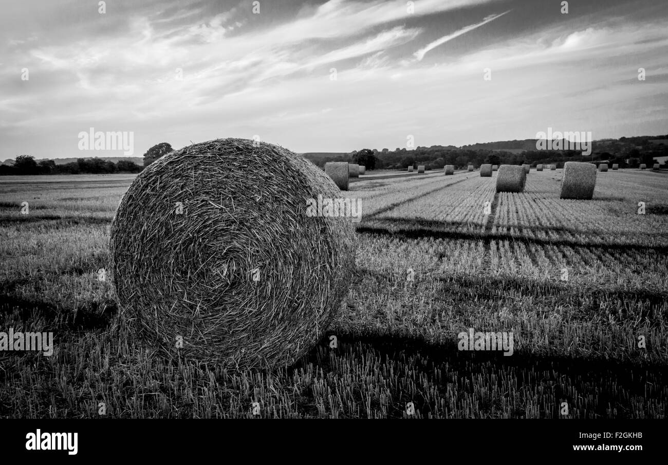 hay bales in field Stock Photo