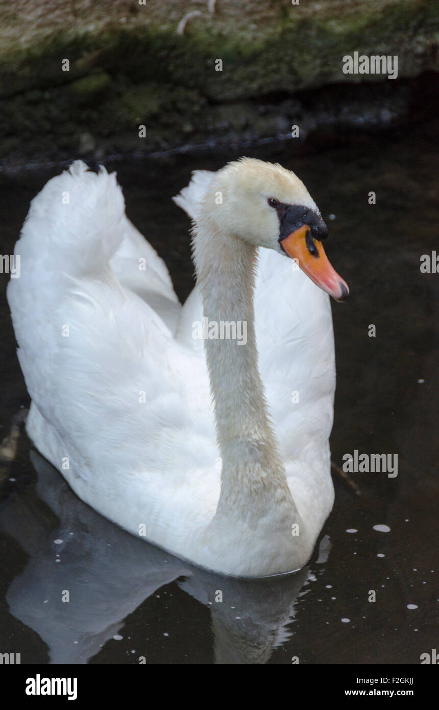 Mute swan in a classic pose known as busking (wings half raised and neck curved back), in a pond on the grounds of a hotel in th Stock Photo
