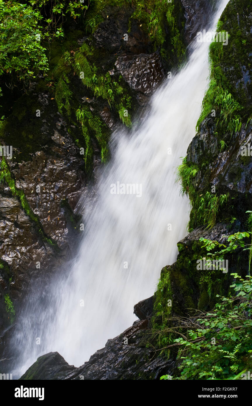 Water flowing down a waterfall surrounded by greenery. Stock Photo