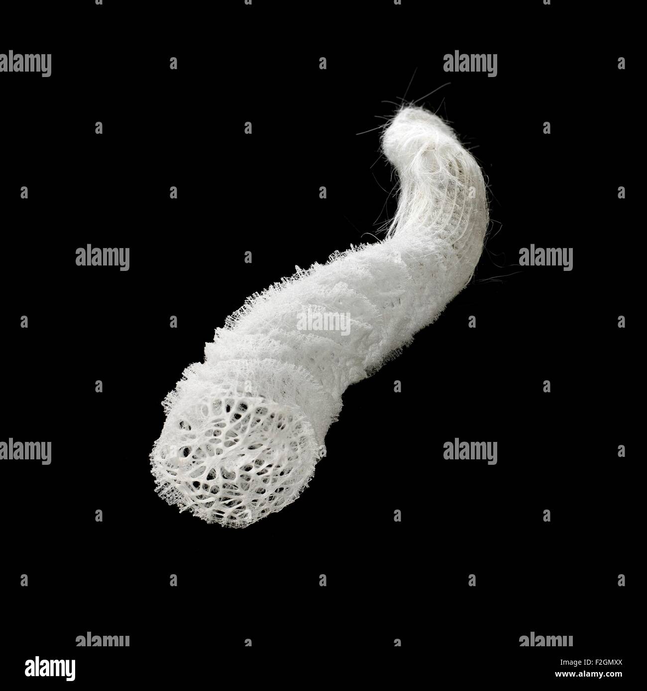 Venus flowerbasket Stock Photo Alamy