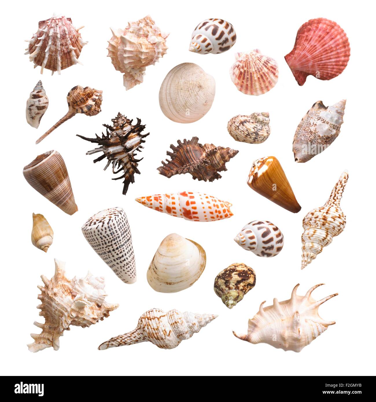 Selection of sea shells Stock Photo