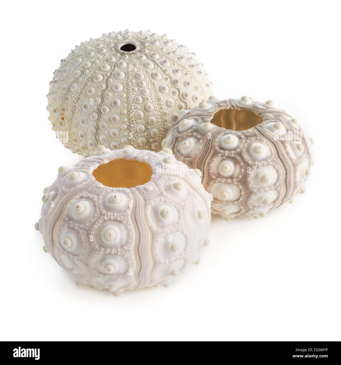 Sea urchin shells Stock Photo