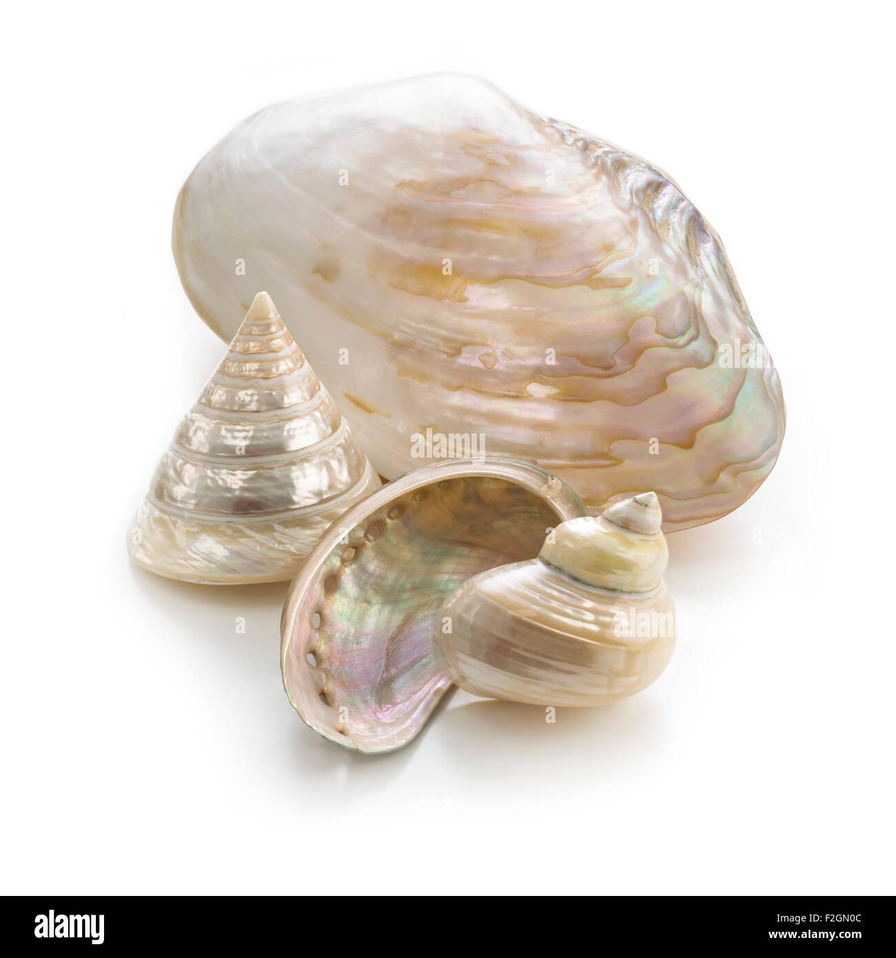 Selection of pearlised sea shells Stock Photo