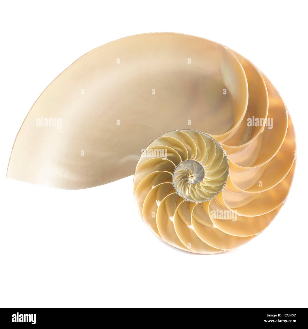 Halved chambered nautilus shell Stock Photo