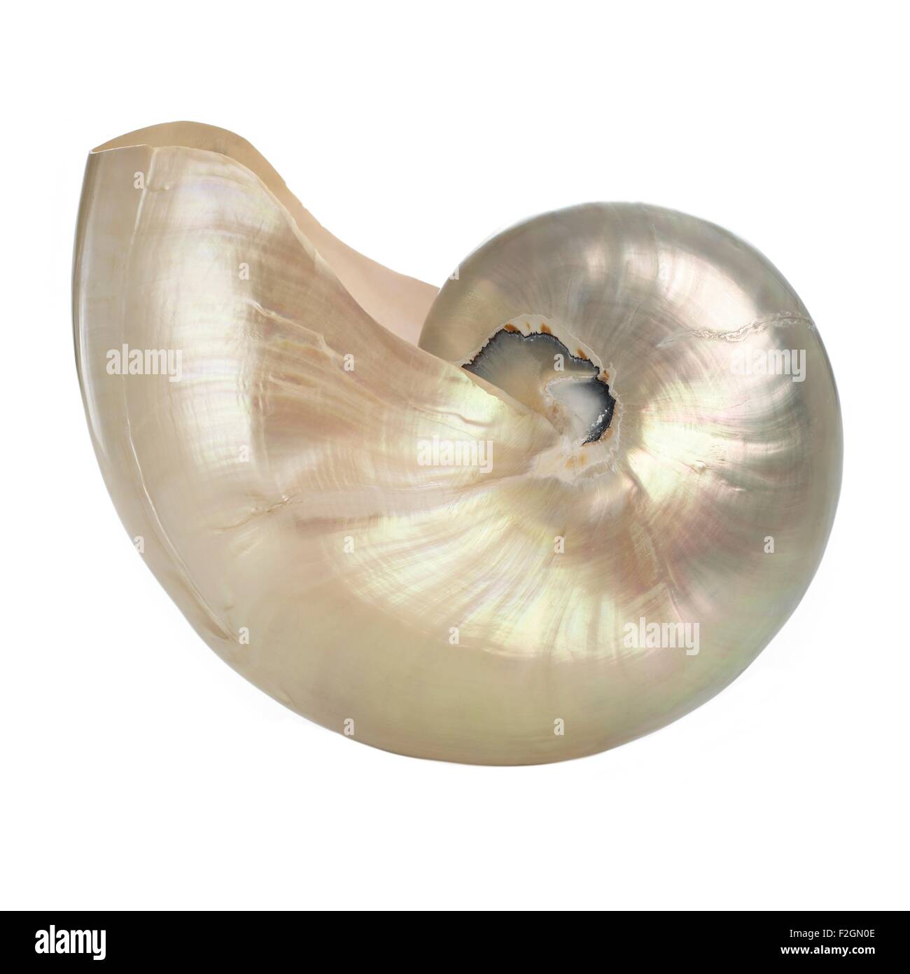 Polished chambered nautilus shell Stock Photo