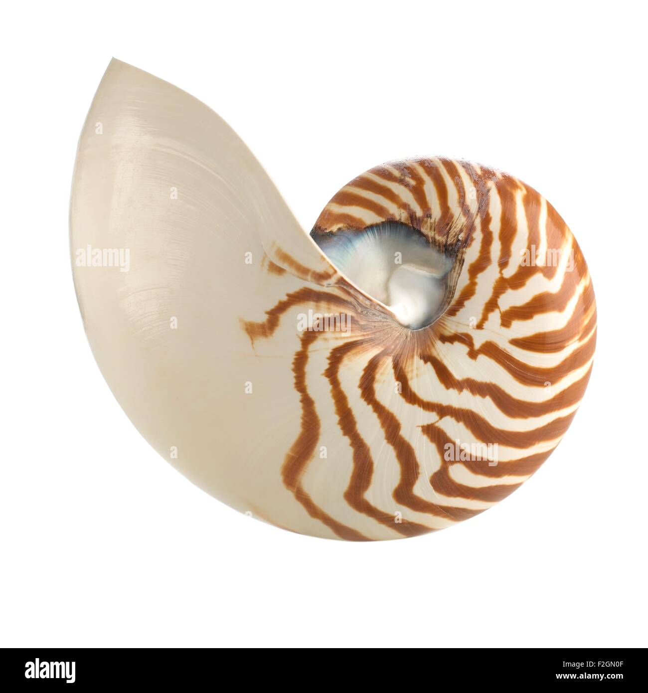 Chambered nautilus shell Stock Photo