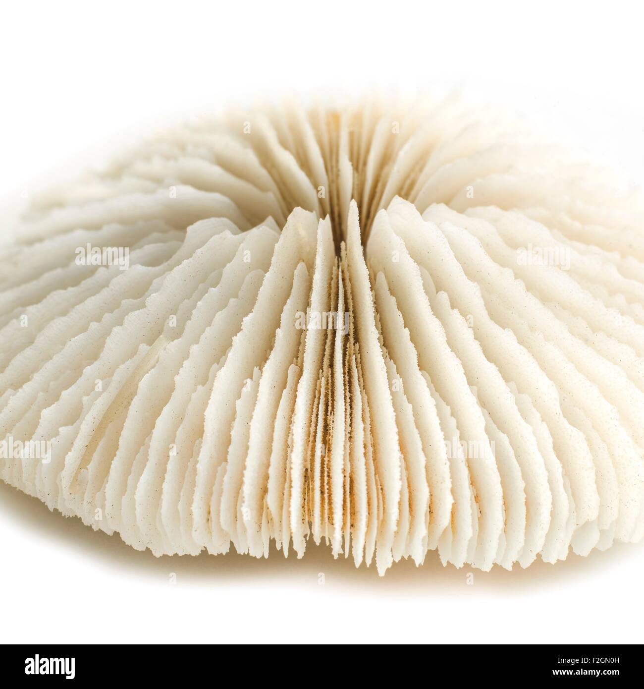 Mushroom coral Stock Photo