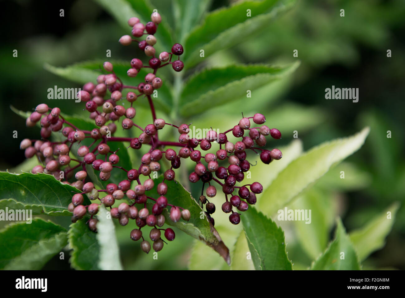 Purple berries on tree Stock Photo