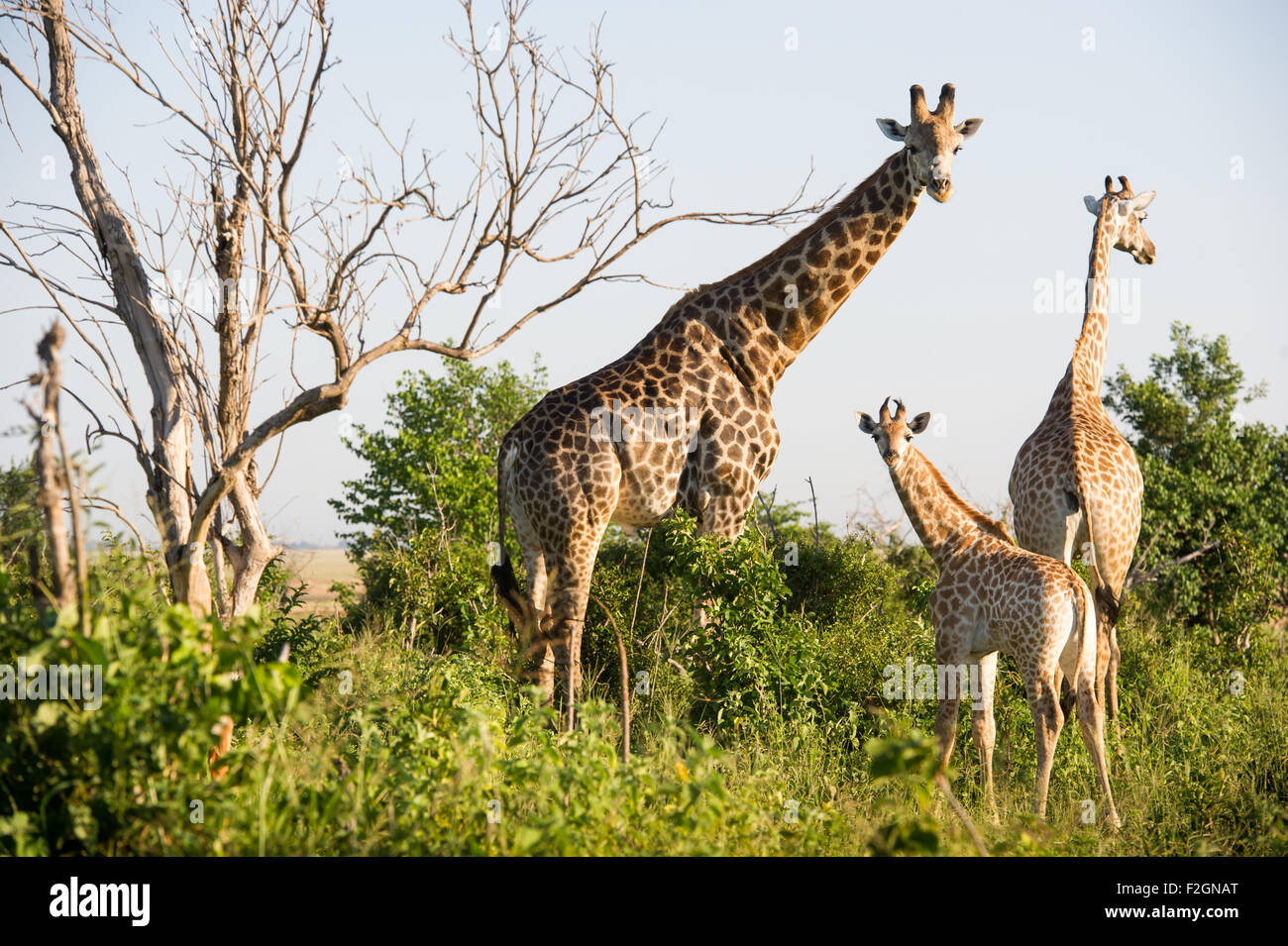 A family of Giraffe's (Giraffa camelopardalis) in the wild in Botswana, Africa Stock Photo