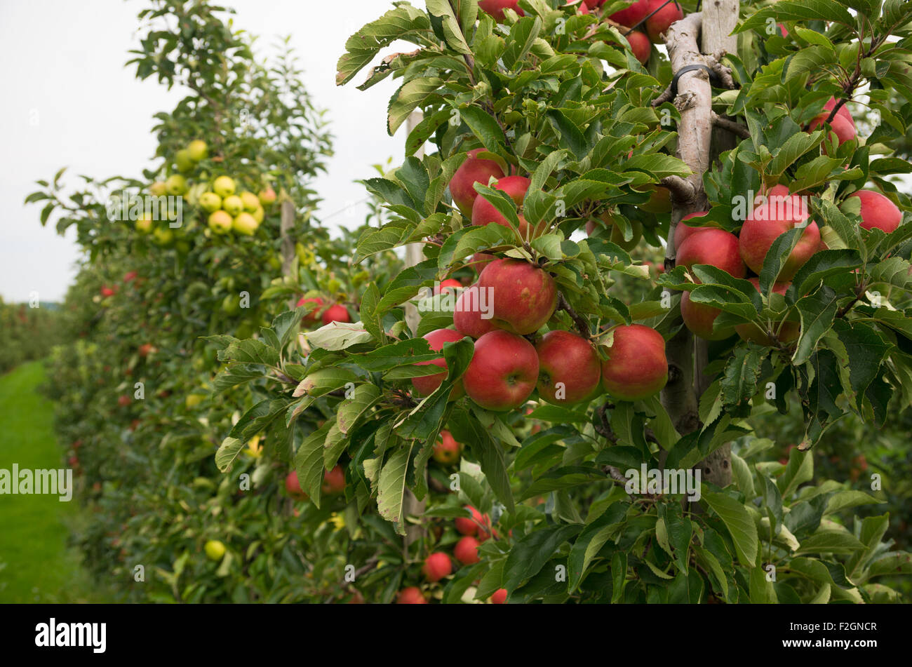 ripe red and green apples in an orchard in the netherlands Stock Photo ...