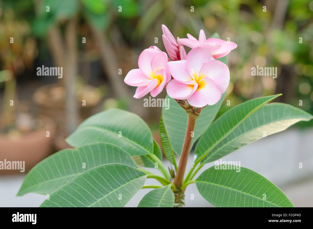 Bunch of pink Frangipani, Frangipanni,  or plumeria tropical flowers Stock Photo