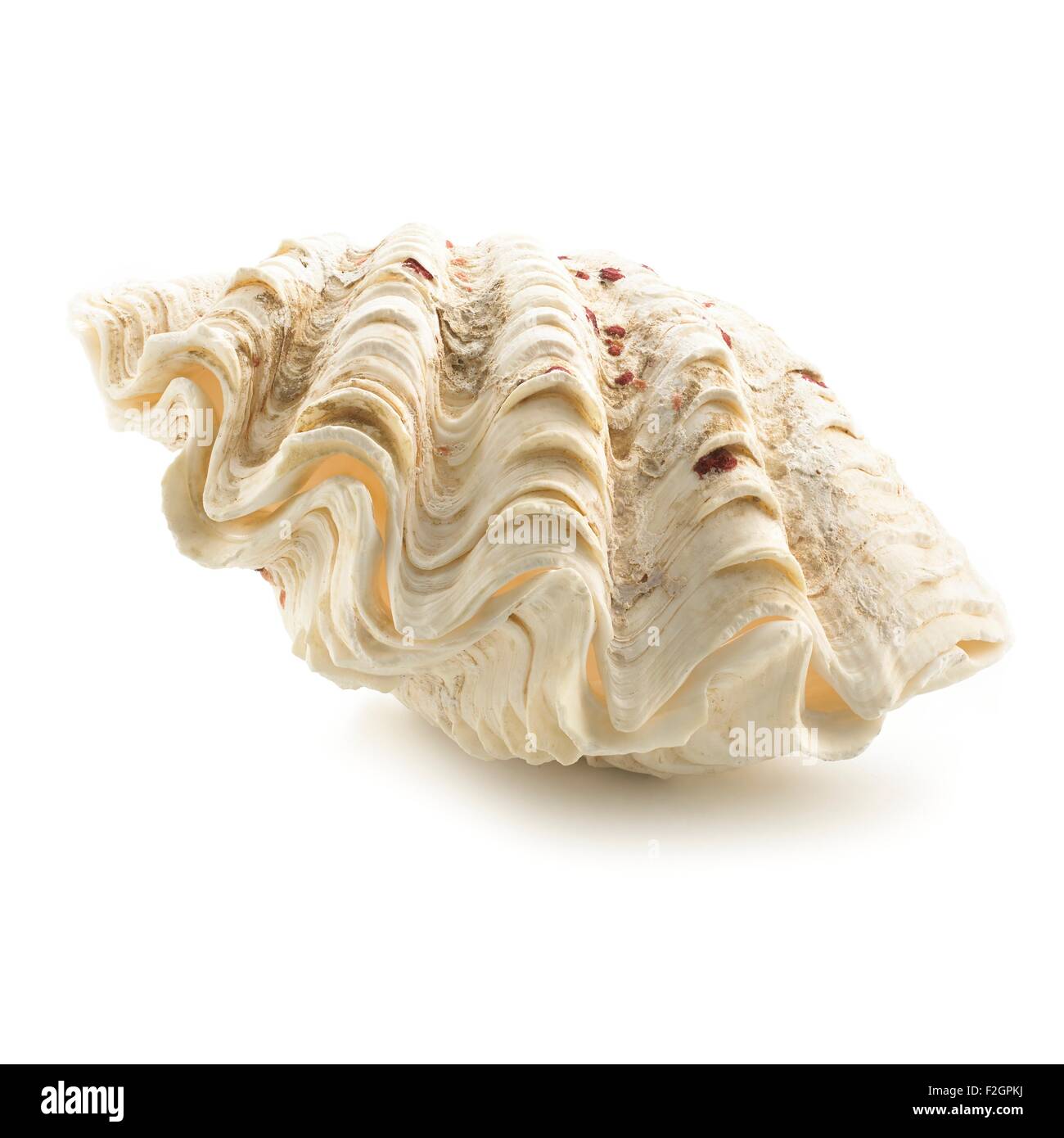 Fluted giant clam shell Stock Photo