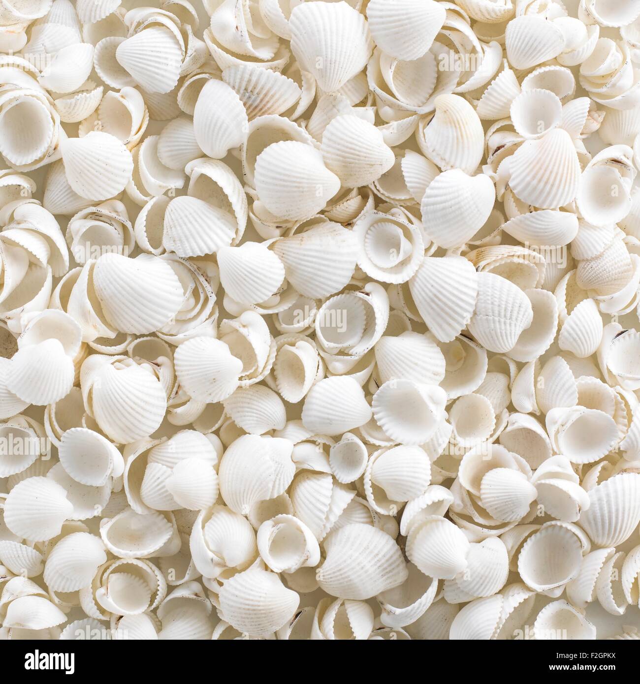 Cockle shells, full frame Stock Photo