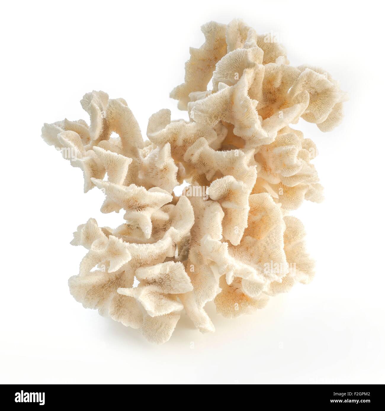 Brush coral Stock Photo