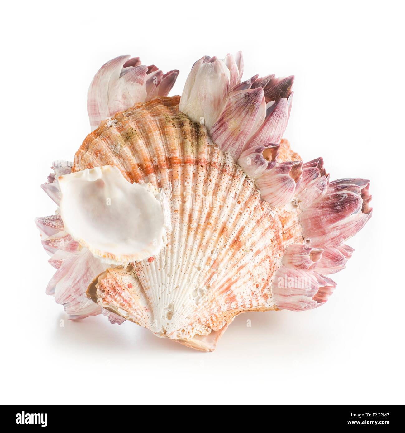 32,300+ Scallop Sea Shell Stock Photos, Pictures & Royalty-Free Images -  iStock