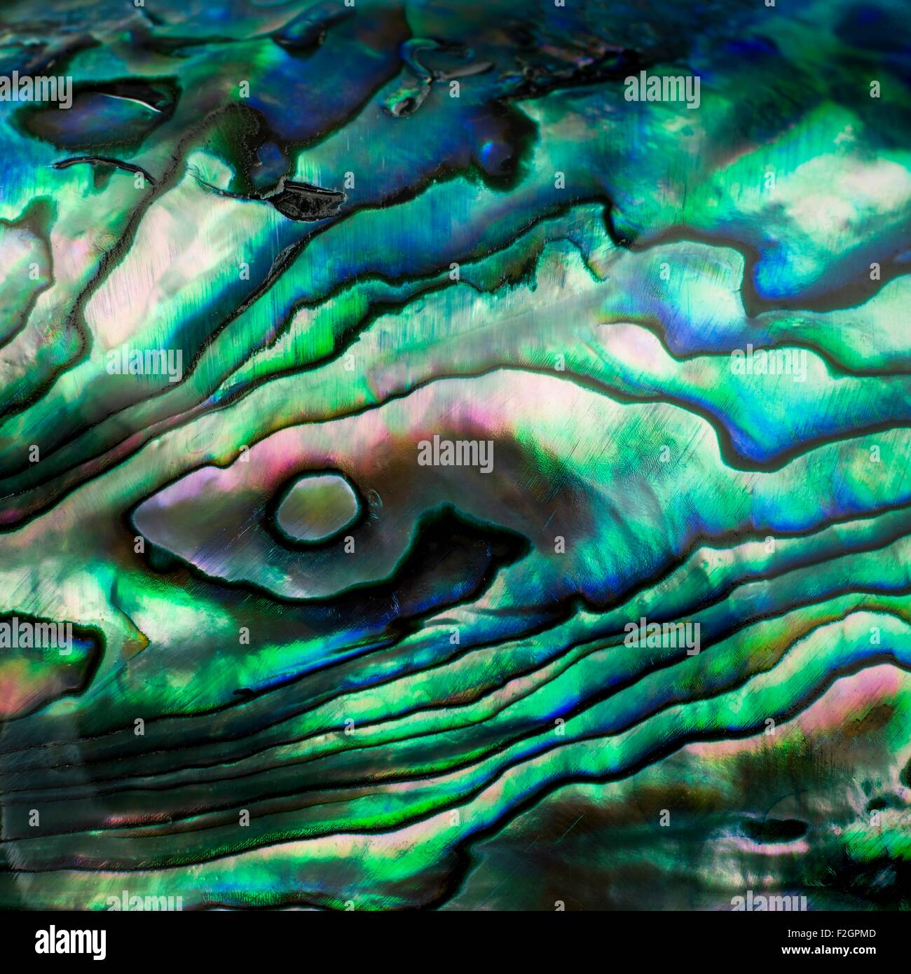 Abalone shell Stock Photo 87650205 Alamy